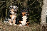 BERGER AUSTRALIEN - ADULT & PUPPY 080